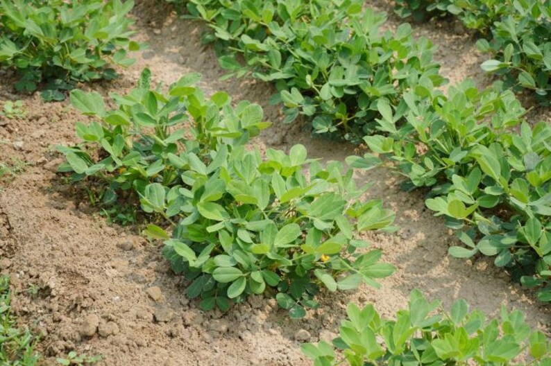 Graines de cacahuètes, cacahuètes anciennes, cacahuètes de Virginie, quantité sélectionnée image 4