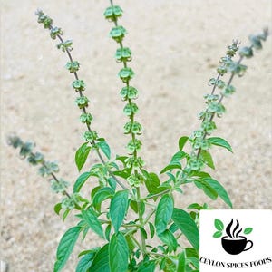 Rama Tulsi, Holy Basil, Ocimum Sanctum live seeds pack for home gardening