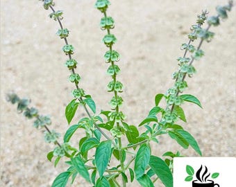 Rama Tulsi, Holy Basil, Ocimum Sanctum live seeds pack for home gardening