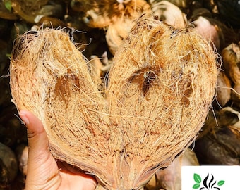 天然ココナッツの殻 - 環境に優しいガーデニング、工芸品、ペットの寝具