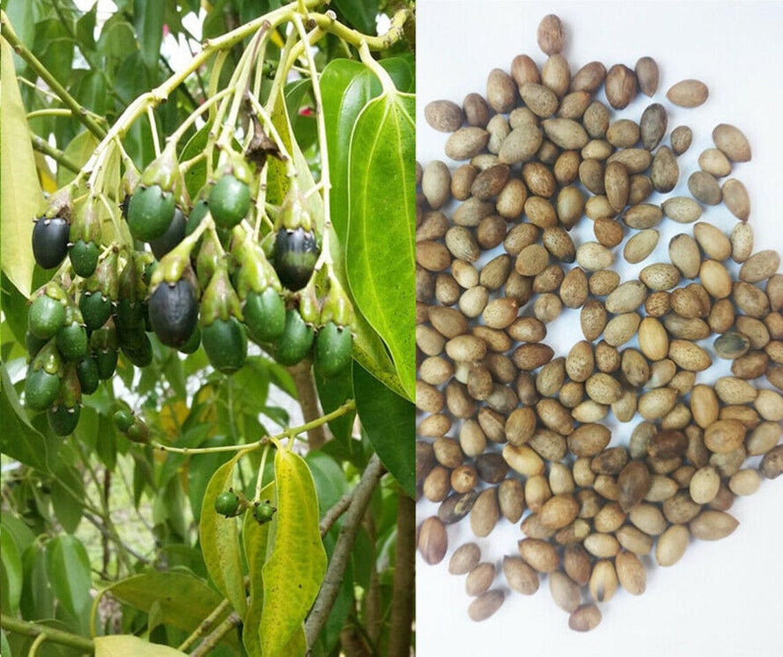 Ceylon Cinnamon Seeds for planting & cultivate Cinnamomum Etsy