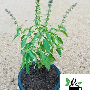 May include: A basil plant in a dark blue pot, featuring lush green leaves and flowering stems. The pot contains dark soil. The Ceylon Spices Foods logo is visible in the bottom right corner.