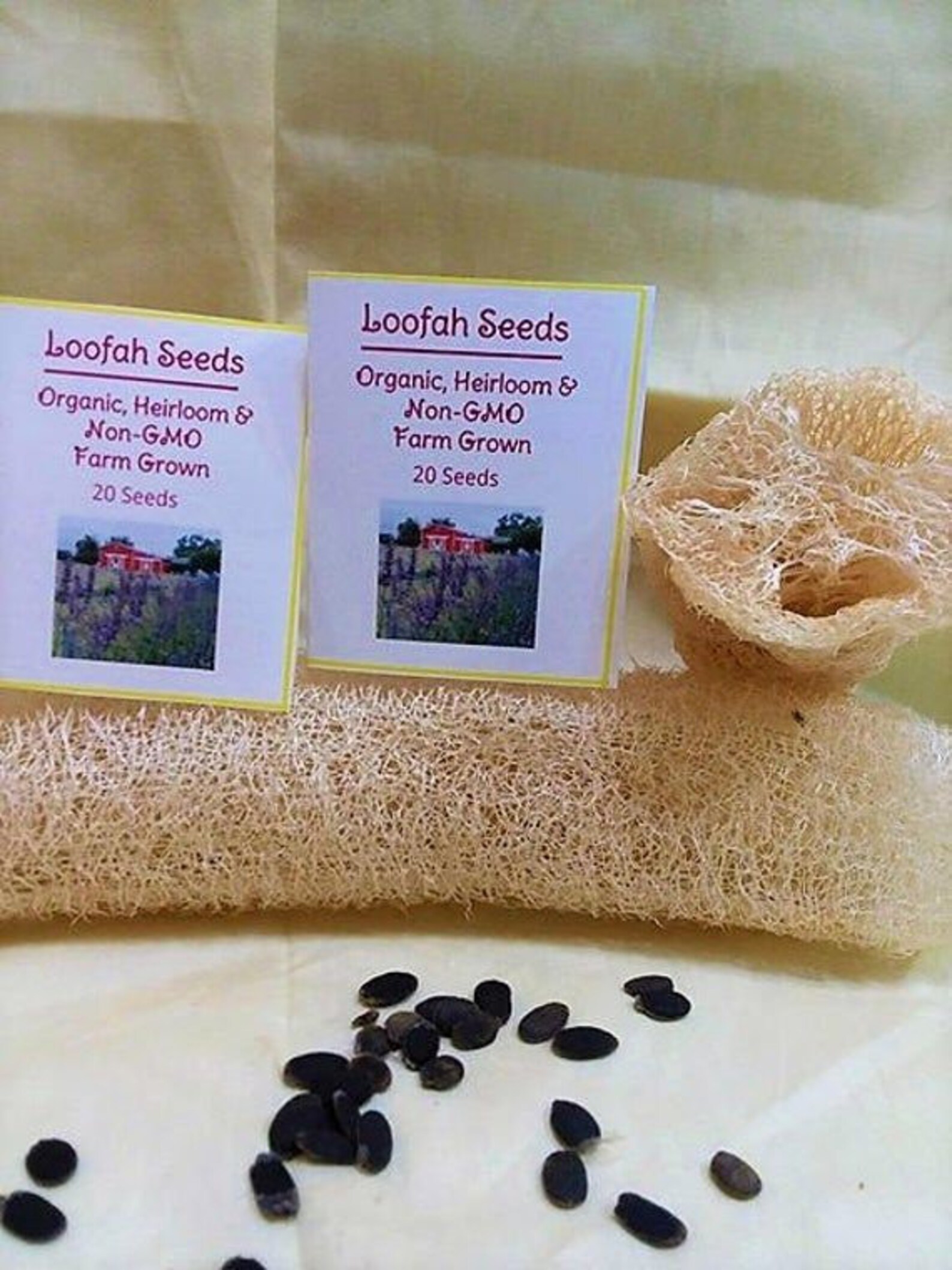 Organic Loofah Seeds Natural Luffa Seeds for Home Grown Exotic Etsy