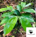 1000 Dried Soursop Leaves, Graviola Tea, Annona Muricata, Select amount product logo