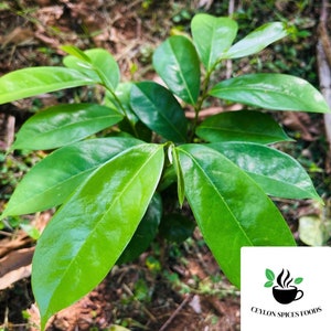 Puede incluir: Primer plano de una planta joven verde con hojas grandes y brillantes. La planta está creciendo en un lecho de tierra marrón y follaje verde. La imagen se toma desde un ángulo ligeramente elevado, mostrando las hojas de la planta en detalle.