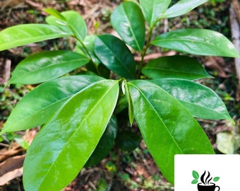Op de afbeelding: Een close-up van een jonge groene plant met grote, glanzende bladeren. De plant groeit in een bed van bruine aarde en groen gebladerte. De afbeelding is gemaakt vanuit een licht verhoogde hoek, waardoor de bladeren van de plant in detail te zien zijn.
