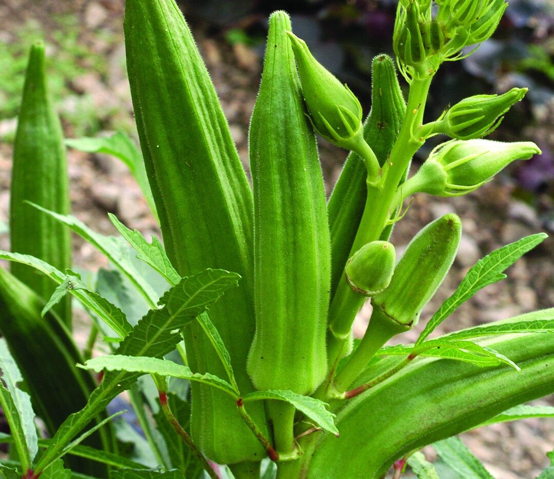 Graines De Gombo (Okra) - 75 Graines - Variété Asiatique CHIA TAI - Import Thaïlande - Légume Tropical Productif