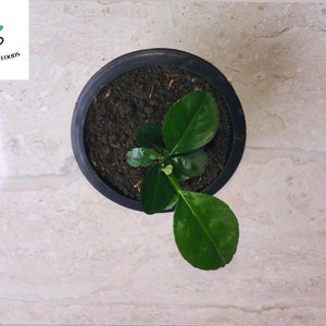 May include: A small green plant growing in a black pot. The plant has several leaves and is in the early stages of growth.