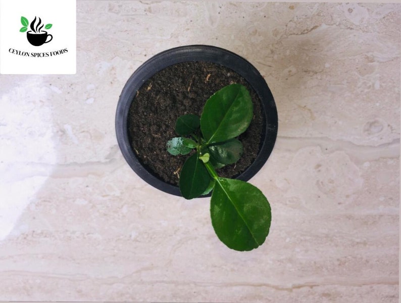 May include: A small green plant growing in a black pot. The plant has several leaves and is in the early stages of growth.