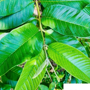 Más de 100 hojas de guayaba, hoja de guayaba pura, hojas de guayaba secas, hoja de psidium guajava, seleccione la cantidad