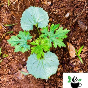 Bitter Melon Seeds, bitter gourd seeds for home gardening, High germination rate Seeds