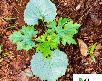 Semillas de calabaza amarga de alta germinación para jardinería doméstica