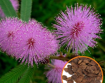 1000+ semi di Mimosa Pudica, semi di piante sensibili, pianta timida di vergogna rara, (si chiude quando viene toccato), confezione di semi vivi, spedizione GRATUITA