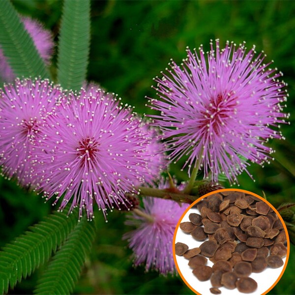 Plus de 1000 graines de Mimosa Pudica, graines de plantes sensibles, plante timide timide, (se ferme au toucher), pack de graines vivantes, livraison GRATUITE