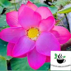 500+ Nelumbo nucifera seeds pack, Sacred Lotus Plant seeds, Pink Lotus Seeds, Germination tested, Select the amount