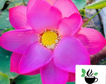 Sacred Lotus Seeds Nelumbo Nucifera Pink Lotus Plant