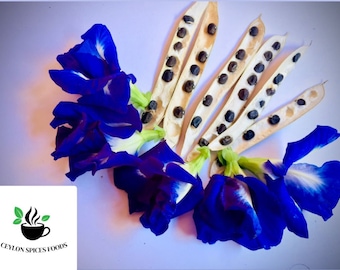 Butterfly Pea seeds, Clitoria Ternatea, Asian pigeonwings for home gardening & Tea making