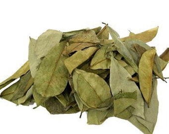 Plus de 100 feuilles de corossol, Annona muricata séchées, Feuille de guanabana, Livraison gratuite, Quantité de feuilles sélectionnée