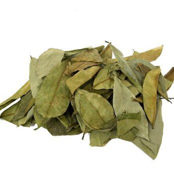 100+  Soursop Leaves, Dried Annona muricata, Guanabana leaf, Free Shipping, Select Leaves Amount