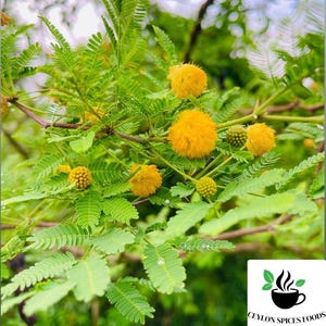 Sweet Acacia Seeds, Acacia Farnesiana seeds, Vachellia farnesiana tree seeds for home gardening