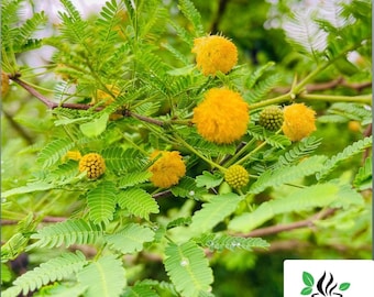 Babul Seeds, Acacia Nilotica, Gum Arabic Tree Seeds, Vachellia Nilotica,  Thorn Mimosa, Egyptian Acacia, Thorny Acacia Seed, Babool Tree Seed - Etsy