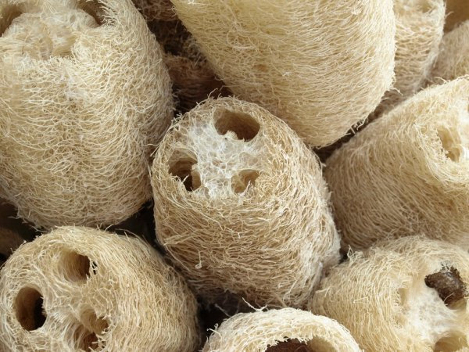 Organic Loofah Seeds Natural Luffa Seeds for Home Grown Exotic Etsy