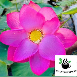 Sacred Lotus Seeds: Pink & White Nelumbo nucifera, Germination Tested