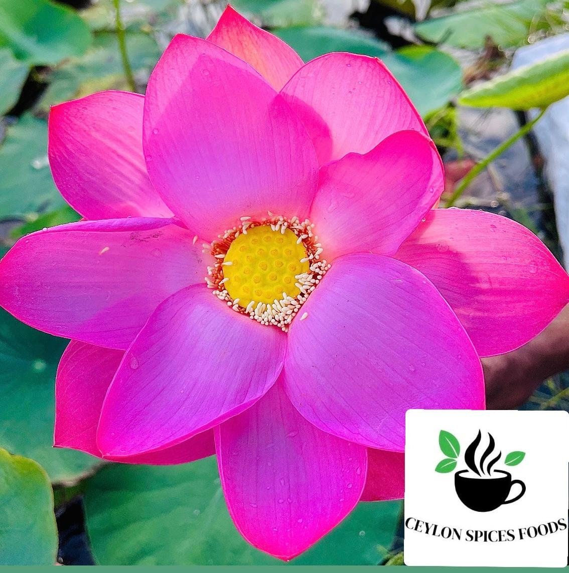 Sacred Lotus Seeds Pink & White Nelumbo Nucifera, Germination