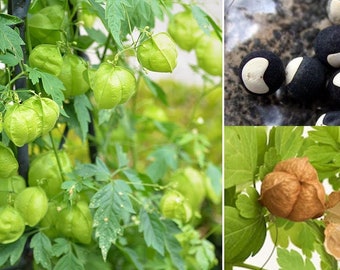 Balloon Vine Etsy