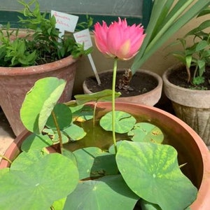 500 Nelumbo nucifera seeds pack Egyptian Bean Sacred Lotus Germination Tested Select Seeds Amount image 2