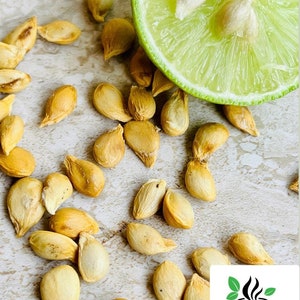 May include: A close-up of a lime wedge and a pile of light brown seeds on a light beige surface. The seeds are scattered around the lime wedge. The lime wedge is cut in half and the inside is visible. The seeds are small and oval-shaped. The surface is textured and has a light beige color. The image is taken from a high angle.