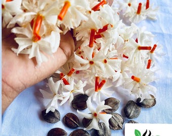 Nyctanthes Arbor-Tristis Seeds Night Flowering Jasmin, Parijat