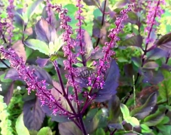 Pacchetto di semi di Krishna Tulsi, Ocimum Sanctum Tenuiflorum Shyama Tulasi Basilico santo per la coltivazione.