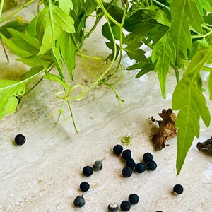 Balloon Vine Seeds pack, Heart pea seeds for gardening