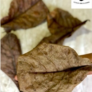 Cattapa Mandelblätter: Natürliche Betta Fische & Garnelen Dekoration (25x)