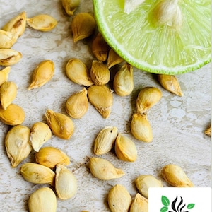 Key Lime Seeds Home Gardening, Rare Citrus Fruit