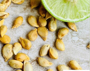 Key Lime Seeds Home Gardening, Rare Citrus Fruit