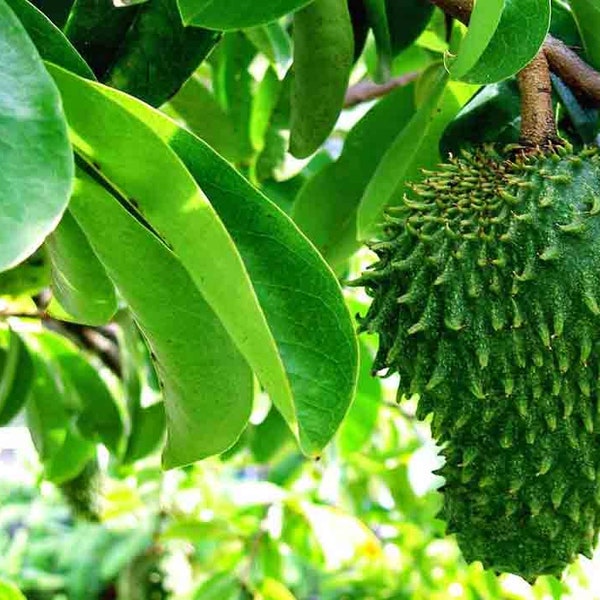 1000+  Soursop Leaves, Dried Annona muricata, Guanabana leaf, Free Shipping, Select Leaves Amount