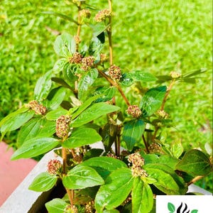 2オンス ユーフォルビア ヒルタ、乾燥喘息植物