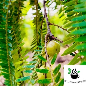 Puede incluir: Primer plano de hojas verdes y pequeños frutos redondos amarillos que crecen en una rama. La imagen incluye el texto "CEYLON SPICES FOODS" en la esquina inferior derecha.