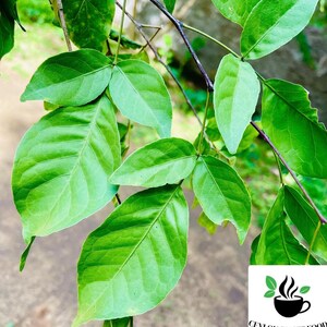 May include: Close-up of green leaves on a branch. The leaves are arranged in a cluster and have a smooth, glossy texture.