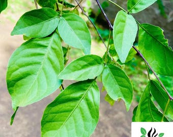 arabi plant Arabica Coffee, Arabian Coffee Fruit Tree