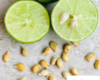 Key Lime Seeds Rare Citrus Seeds for Home Gardening