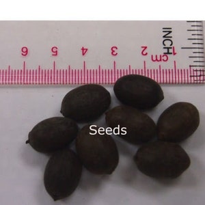 500 Nelumbo nucifera seeds pack Egyptian Bean Sacred Lotus Germination Tested Select Seeds Amount image 8