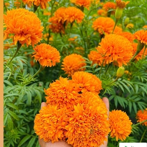 May include: A close-up of vibrant orange marigold flowers, held in a hand, with a lush green background of marigold plants. The flowers are fully bloomed, showcasing their layered petals. The Ceylon Spices Foods logo is in the bottom right corner.
