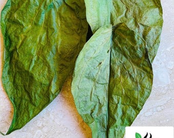 Dried Betel Leaves & Powder Piper Betel for Culinary Use