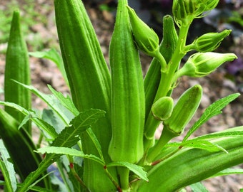 Semillas de okra - Heirloom, paquete de semillas, polinización abierta, sin OGM - Cultivo en interiores y exteriores Jardinería