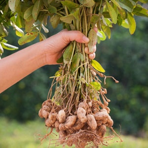 Graines de cacahuètes, cacahuètes anciennes, cacahuètes de Virginie, quantité sélectionnée image 1