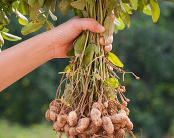 Graines de cacahuètes, cacahuètes anciennes, cacahuètes de Virginie, quantité sélectionnée