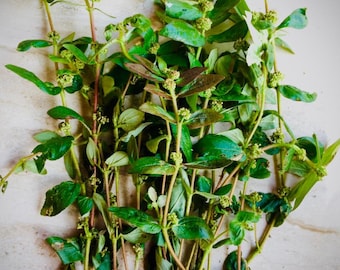 10oz+ Euphorbia Hirta ,Dried Asthma Plant, Select the amount